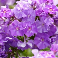 Menu Tall Phlox Collection 18 Menu Tall Phlox Collection -US Garden Plants Sales 2024 77367 blue boy tall phlox