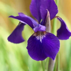 Menu Ruffled Velvet Siberian Iris