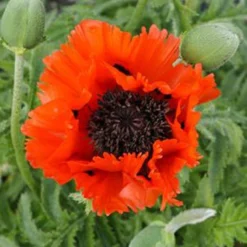 Menu Sunny Blooms Spring Through Summer Collection -US Garden Plants Sales 2024 77370 turkenlouis oriental poppy