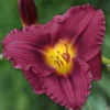 Menu Little Grapette Daylily -US Garden Plants Sales 2024 77372 little grapette daylily