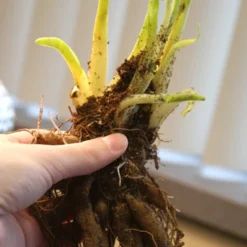 Menu Little Grapette Daylily -US Garden Plants Sales 2024 77372 little grapette daylily 4