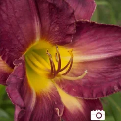 Menu Little Grapette Daylily -US Garden Plants Sales 2024 77372 little grapette daylily 5