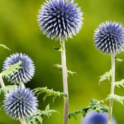 Menu Drought Tolerant Perennial Garden Collection -US Garden Plants Sales 2024 77376 blue globe thistle 1