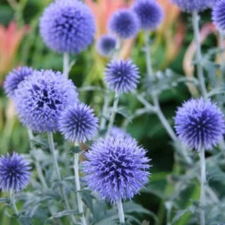 Menu Drought Tolerant Perennial Garden Collection -US Garden Plants Sales 2024 77376 veitchs blue globe thistle 1
