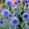 Menu Veitch's Blue Globe Thistle -US Garden Plants Sales 2024 77376 veitchs blue globe thistle