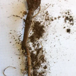 Menu Drought Tolerant Perennial Garden Collection -US Garden Plants Sales 2024 77376 veitchs blue globe thistle 2 1