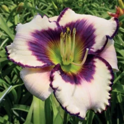 Menu Sunny Blooms Spring Through Summer Collection -US Garden Plants Sales 2024 77380 blueberry sundae daylily 2