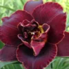 Menu Night Embers Daylily -US Garden Plants Sales 2024 77381 night embers daylily