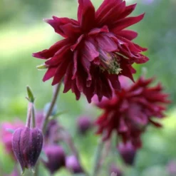 Menu Shady Summer Days Perennial Garden -US Garden Plants Sales 2024 77384 ruby port columbine 2 1