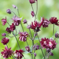 Menu Late Spring Perennial Garden 20 Menu Late Spring Perennial Garden -US Garden Plants Sales 2024 77384 ruby port columbine