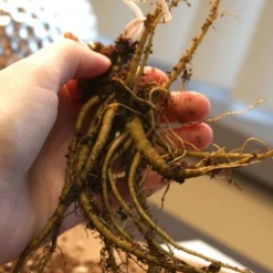 Menu Shady Summer Days Perennial Garden -US Garden Plants Sales 2024 77384 ruby port columbine 3 1