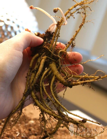 Menu Late Spring Perennial Garden 8 Menu Late Spring Perennial Garden - Image 6