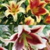 Menu Red Highlights Orienpet Lily Collection -US Garden Plants Sales 2024 77397 red highlights orienpet lily collection