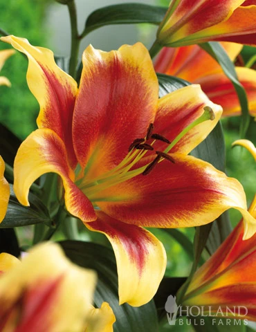 Menu Red Highlights Orienpet Lily Collection 4 Menu Red Highlights Orienpet Lily Collection - Image 2