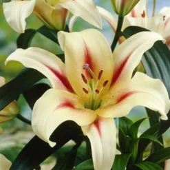 Menu Red Highlights Orienpet Lily Collection 13 Menu Red Highlights Orienpet Lily Collection -US Garden Plants Sales 2024 77397 red highlights orienpet lily collection 3