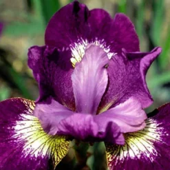 Menu Jewelled Crown Siberian Iris