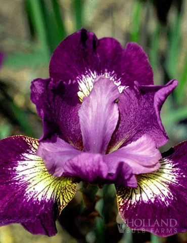 Menu Jewelled Crown Siberian Iris 3 Menu Jewelled Crown Siberian Iris