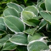 Menu Albomarginata Hosta Value Bag -US Garden Plants Sales 2024 77414 hosta