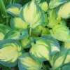 Menu Beach Boy Hosta 2 Menu Beach Boy Hosta -US Garden Plants Sales 2024 77415 beach boy hosta