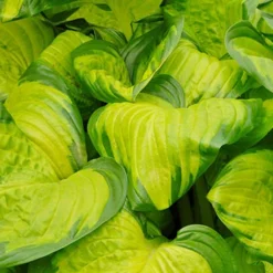Menu Stained Glass Hosta 7 Menu Stained Glass Hosta -US Garden Plants Sales 2024 77417 stained glass hosta 3