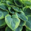 Menu Tokudama Flavocircinalis Hosta -US Garden Plants Sales 2024 77418 tokudama flavocircinalis hosta