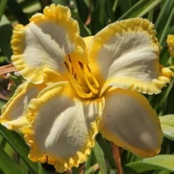 Menu First Knight Daylily
