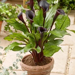 Menu Deer Resistant Container Garden Collection 16 Menu Deer Resistant Container Garden Collection -US Garden Plants Sales 2024 77420 black star calla lilies 2