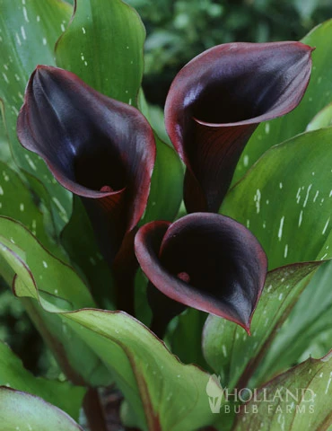 Menu Black Star Calla Lily 3 Menu Black Star Calla Lily