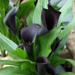 Menu Deer Resistant Container Garden Collection 17 Menu Deer Resistant Container Garden Collection -US Garden Plants Sales 2024 77420 black star calla lily 2 2