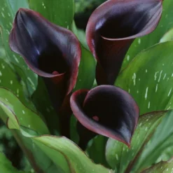 Menu Deer Resistant Container Garden Collection 15 Menu Deer Resistant Container Garden Collection -US Garden Plants Sales 2024 77420 black star calla lily 3