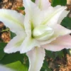 Menu Miss Lucy Double Oriental Lily -US Garden Plants Sales 2024 77422 miss lucy double oriental lily 2