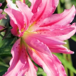 Menu Broken Heart Double Oriental Lily