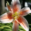 Menu Salmon Party Oriental Lily -US Garden Plants Sales 2024 77425 salmon party oriental lily