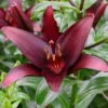 Menu Landini Asiatic Lily 2 Menu Landini Asiatic Lily -US Garden Plants Sales 2024 77427 landini asiatic lily 3