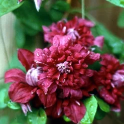 Menu Double Purple Clematis