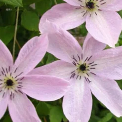 Menu Fairy Dust Clematis