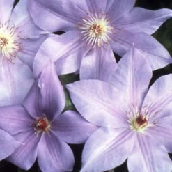 Menu Ramona Clematis