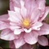 Menu Proteus Double Flowering Clematis 2 Menu Proteus Double Flowering Clematis -US Garden Plants Sales 2024 77432 proteus double flowering clematis