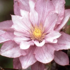 Menu Proteus Double Flowering Clematis