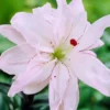 Menu Spring Pink Double Asiatic Lily 1 Menu Spring Pink Double Asiatic Lily -US Garden Plants Sales 2024 77440 spring pink double asiatic lily