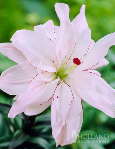 Menu Spring Pink Double Asiatic Lily 3 Menu Spring Pink Double Asiatic Lily
