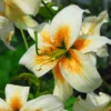 Menu Lady Alice Species Lily 1 Menu Lady Alice Species Lily -US Garden Plants Sales 2024 77442