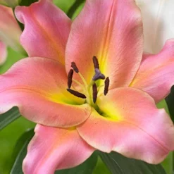 Menu On Stage Orienpet Lily