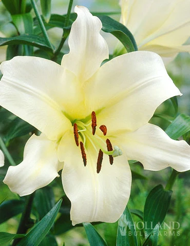 Menu Ovatie Orienpet Lily 3 Menu Ovatie Orienpet Lily