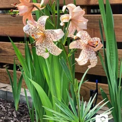 Menu Tiger Babies Hybrid Lily -US Garden Plants Sales 2024 77449 tiger babies 2