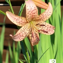 Front Page -US Garden Plants Sales 2024 77449 tiger babies