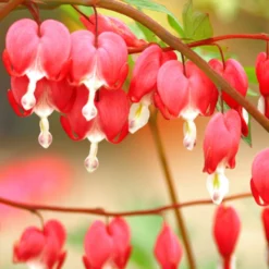 Menu Bleeding Hearts Collection -US Garden Plants Sales 2024 77450 1