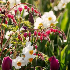 Menu Bleeding Hearts Collection -US Garden Plants Sales 2024 77450 valentine bleeding hearts 1