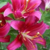 Menu Cobra Oriental Lily Jumbo Pack -US Garden Plants Sales 2024 77451 cobra oriental lilies