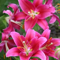 Menu Cobra Oriental Lily Jumbo Pack -US Garden Plants Sales 2024 77451 cobra oriental lilies 2